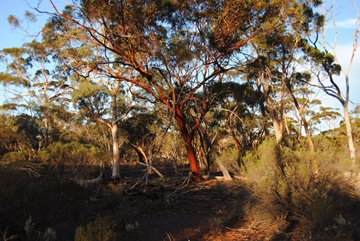 20100402-DSC_0085 Euc salubris_360w.JPG